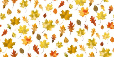 Kusursuz desenli parlak renkli sonbahar yaprakları beyaz arka planda izole edilmiş. Grafik tasarım sonbahar sembolü. Kırmızı turuncu, sarı, kuru sonbahar yaprakları. Sonbahar yaprakları mevsimsel arka plan. Vektör illüstrasyonu