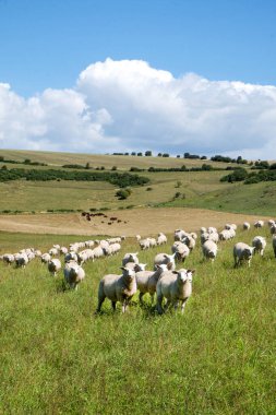 Bir koyun sürüsü, arka planda otlayan bir koyun sürüsüyle yeşil bir tarladaki kameraya bakıyor. Sussex, İngiltere, İngiltere, İngiltere, İngiltere, İngiltere