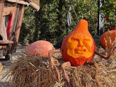 Balkabağından oyulmuş korkunç bir yüz, Almanya 'da bir balkabağı festivalinde oyulmuş