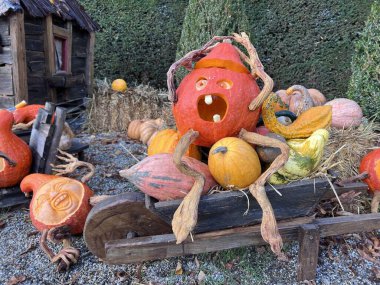 Balkabağından oyulmuş korkunç bir yüz. Almanya 'da bir balkabağı festivalinde oyulmuş.