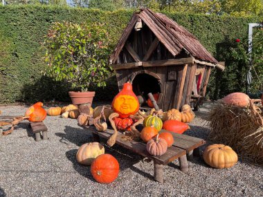 Balkabağından oyulmuş korkunç bir yüz, Almanya 'da bir balkabağı festivalinde oyulmuş