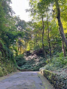Ormandan geçerek Rhineland-Palatinate 'deki Stolzenfels kalesine giden yol.
