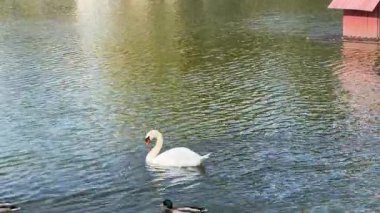 Kuğu, pitoresk parktaki yumuşak gölde yüzer