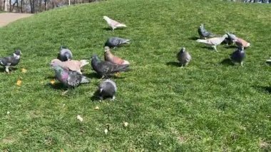 Güvercinler şehir parkındaki çim kırıntılarını gagalarlar.