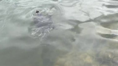 Şehir parkında gölette yüzen bir kaplumbağa