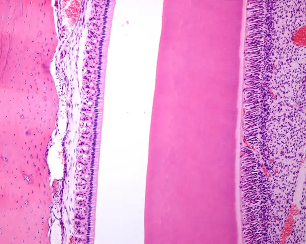 兔磨牙从左到右表现为 牙槽骨 成骨细胞 釉质空洞区 在组织加工过程中完全溶解 看起来是空的 牙本质 牙本质母细胞和血管扩张的牙髓 — 图库照片