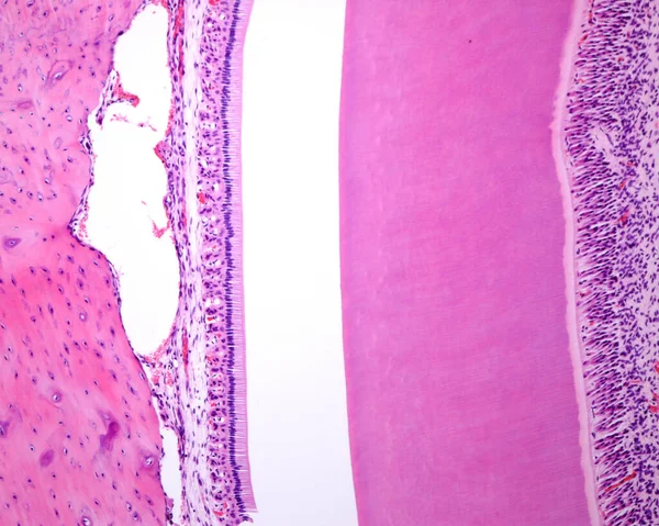 Konijnentand Die Van Links Naar Rechts Zien Alveolair Bot Ameloblasten — Stockfoto