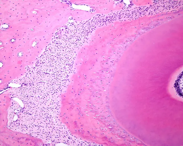 Διασταυρωμένη Ρίζα Δοντιού Που Δείχνει Από Δεξί Άκρο Odontoblast Κυτταρικά — Φωτογραφία Αρχείου