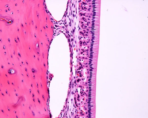 兔子的牙齿一生都在不停地生长 这就是为什么成牙中可以看到成体细胞的原因 光学显微镜摄像显示羊膜细胞排列成一排非常高的细胞 牙釉质看起来是空的 因为它是Tot的 — 图库照片