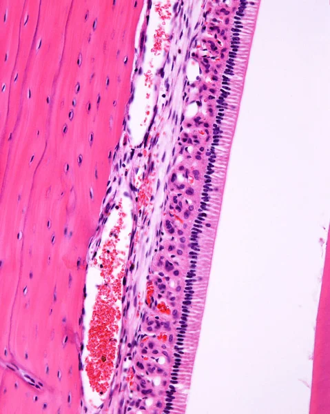 兔子的牙齿一生都在不停地生长 这就是为什么成牙中可以看到成体细胞的原因 光学显微镜摄像显示羊膜细胞排列成一排非常高的细胞 牙釉质看起来是空的 因为它是Tot的 — 图库照片