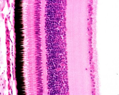 Işık mikroskobu bir kuşun retinasının katmanlarını gösteriyor. Soldan sağa doğru retina katmanları şunlardır: pigment epitelyum katmanı, çubuk ve koni katmanı, dış nükleer katman, iç katman, iç katman, iç katman, çete katmanı.