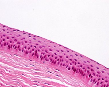 Kornea epitelyum, ışık mikrografı. Gözün korneası, yenilenme ve yenilenme kapasitesi yüksek ince katmanlı skuamöz epitelyumla kaplıdır. Epitelyumun altında ince bir Bowman tabakası ve kornea stroması var..