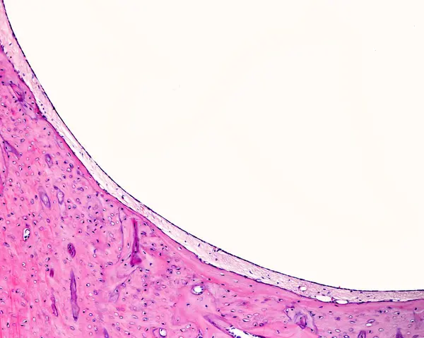 在膜状迷宫的外壁和骨性迷宫的外壁之间 有着危险的空间 它包含成纤维细胞样的腹膜细胞 细胞外基质纤维和腹膜 作为连接到心脏的连接 免版税图库照片