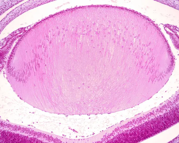 Lentille Oculaire Micrographie Lumineuse Équateur Lentille Dans Œil Développement Montrant Images De Stock Libres De Droits