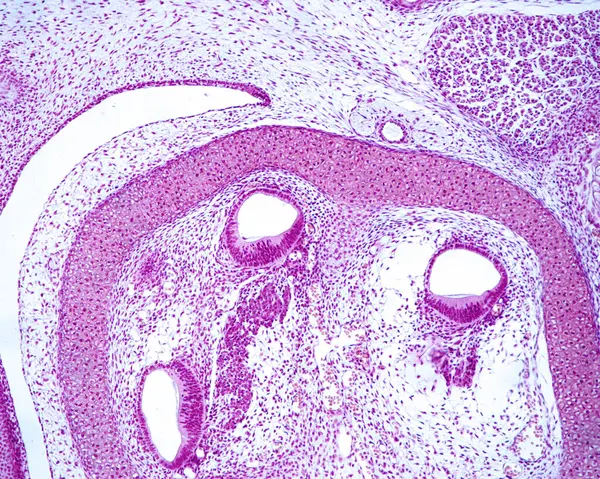 光镜显微图显示一个正在发展的耳蜗的三个部分 其中已经可以识别上皮增厚 这将是科尔蒂的器官和未来的螺旋神经节 胫骨的骨骼迷宫仍在软骨中 图库图片