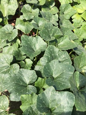 Green lettuce Farm Close-up. High quality photo