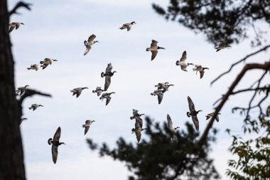 The barnacle goose (Branta leucopsis) flying in a large flock clipart