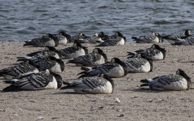 Group of Barnacle goose near the water. Animals in their natural habitat. clipart
