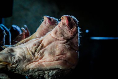 Domuz kafası dramatik bir tonda ızgarada.