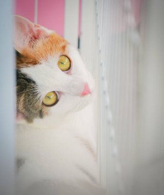 Kedi yumuşak bir tonla kafese uzandı.