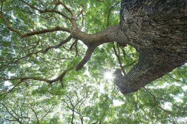 Dalın atmosferi ve güneş ışığı altında, ai üretir