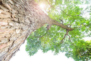 Büyük ağacın altında.