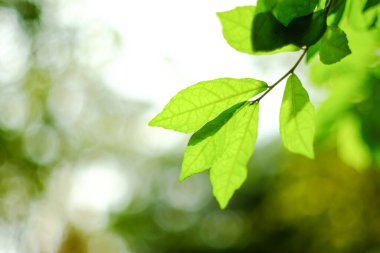 yeşil yapraklar doğada 