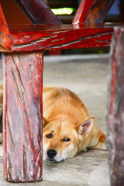 Köpek ahşap masanın altına uzandı.