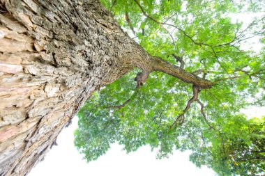 Büyük ağacın altında. 
