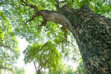 Büyük ağacın altında. 