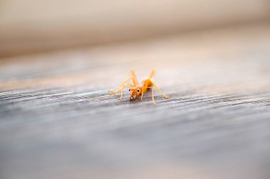 Ahşap zemindeki karıncayı dramatik bir tonla kapat.