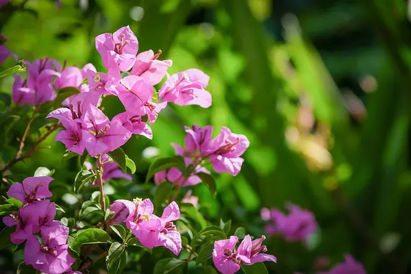 stock image the bougainvillea in the nature with dramatic tone