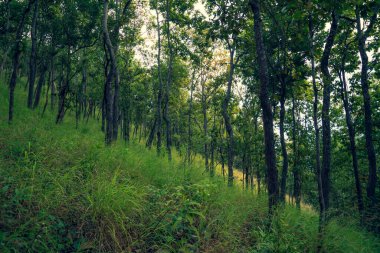 Tayland 'daki ormanın atmosferi dramatik bir tonda.