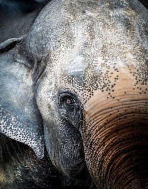 Filin gözlerini dramatik bir tonda kapat.