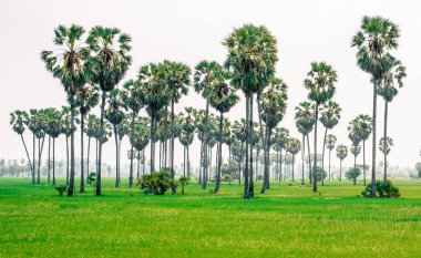 Palmiye ağaçlarının atmosferi dramatik bir tonda.