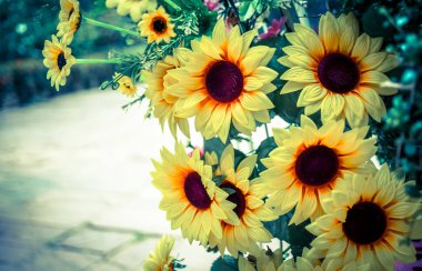 Doğadaki ayçiçeği dramatik bir tonda.