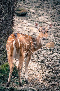 Doğadaki geyik dramatik bir tonda.