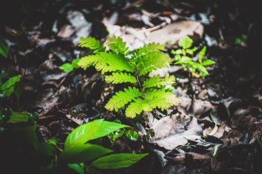 Ülkedeki genç ağaç dramatik bir tonda.