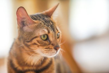 Oturma odasındaki kedi dramatik bir tonda.