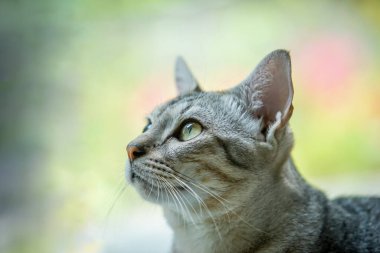 Kedi dramatik bir tonda yaşıyor.