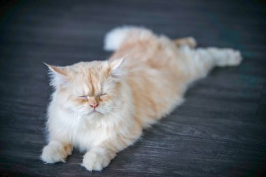 Kedi dramatik bir tonda yaşıyor.