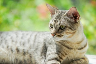 Kedi dramatik bir tonda yaşıyor.
