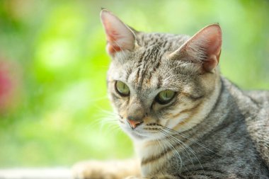 Oturma odasındaki kedi ve dramatik bir ses tonuyla bir şeyler arıyor.
