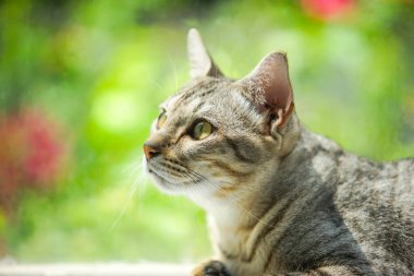 Oturma odasındaki kedi ve dramatik bir ses tonuyla bir şeyler arıyor.
