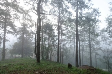 Tayland 'da şafak vakti ormanın atmosferi