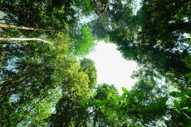 the under view of the atmosphere of the forest with dramatic tone