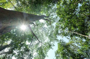 the under view of the atmosphere of the forest with dramatic tone