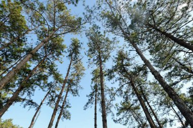the under view of the atmosphere of the forest with dramatic tone