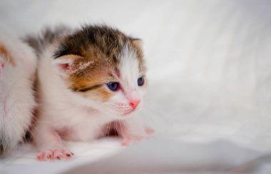 Küçük kedi yavrusu dramatik bir tonda kanepede oturur.