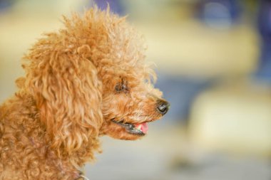 Odadaki kahverengi kaniş dramatik bir tonda
